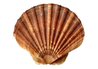 scallop real